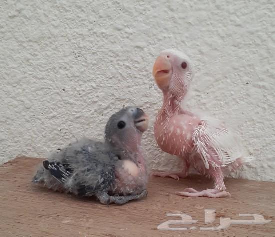 فروخ روز غر64372390250625111