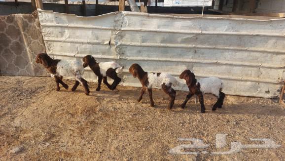 دواغير نعيم رخال العدد 464368543107841113