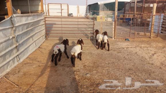 دواغير نعيم رخال العدد 464368543107841110