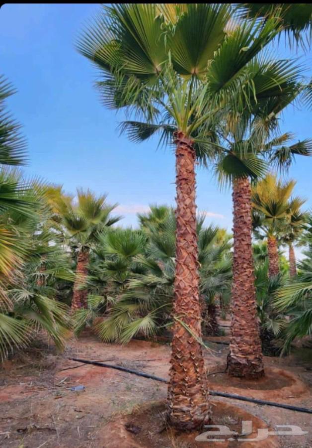 We have American Washingtonia palm trees in all sizes at reasonable prices64372697888513114