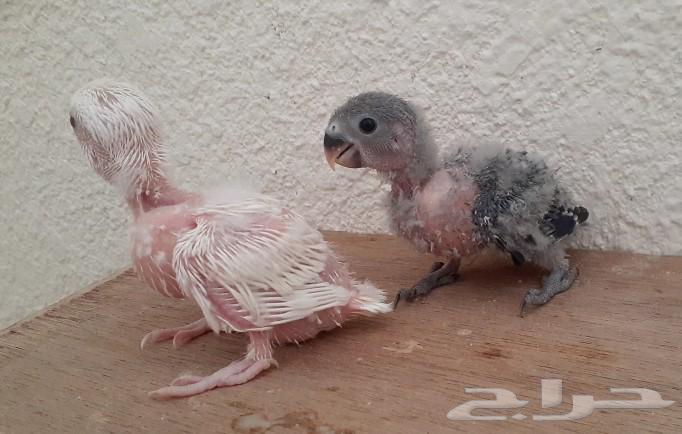 فروخ روز غر64372390250625110