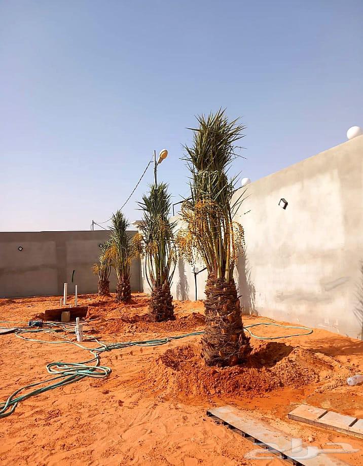 نخل مثمر للبيع نخيل اخلاص سكري برحي صقعي هلالي مجدول سلاطين64376200521345112