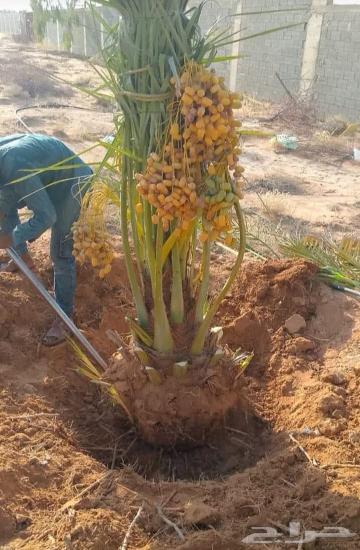 نخل للبيع طيب مثمر وزينه درجه اولى عربي وزينه64373477675523111
