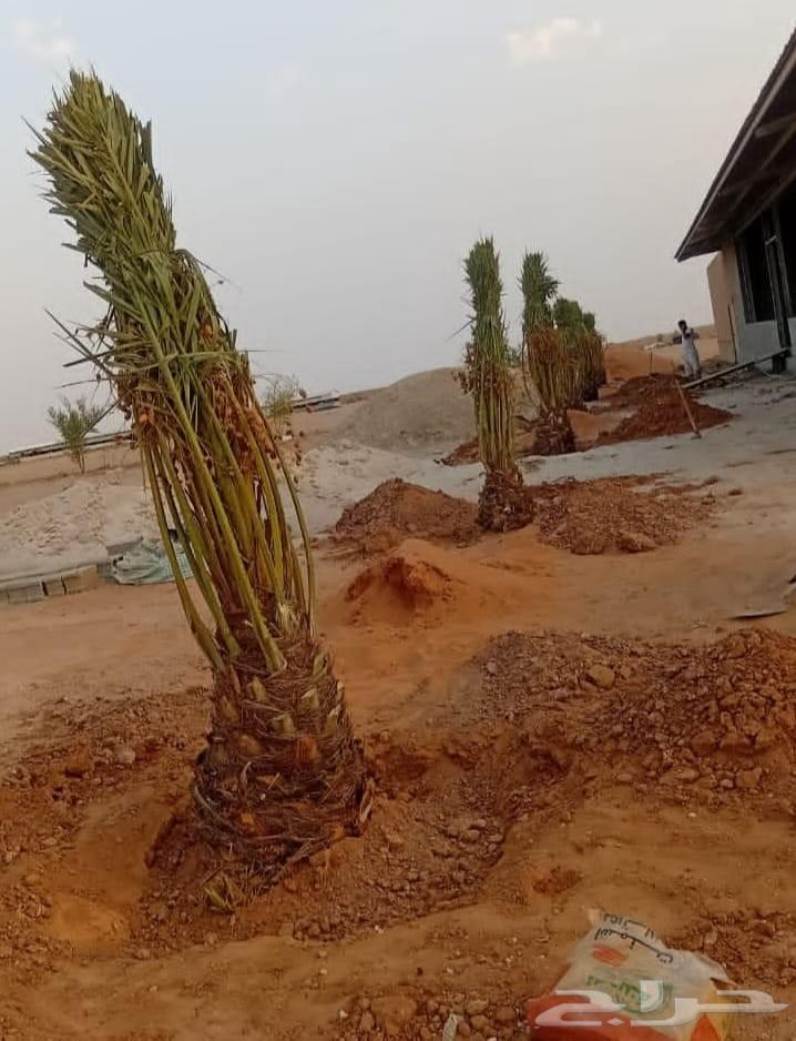نخل للبيع طيب مثمر وزينه درجه اولى عربي وزينه64373477675523114