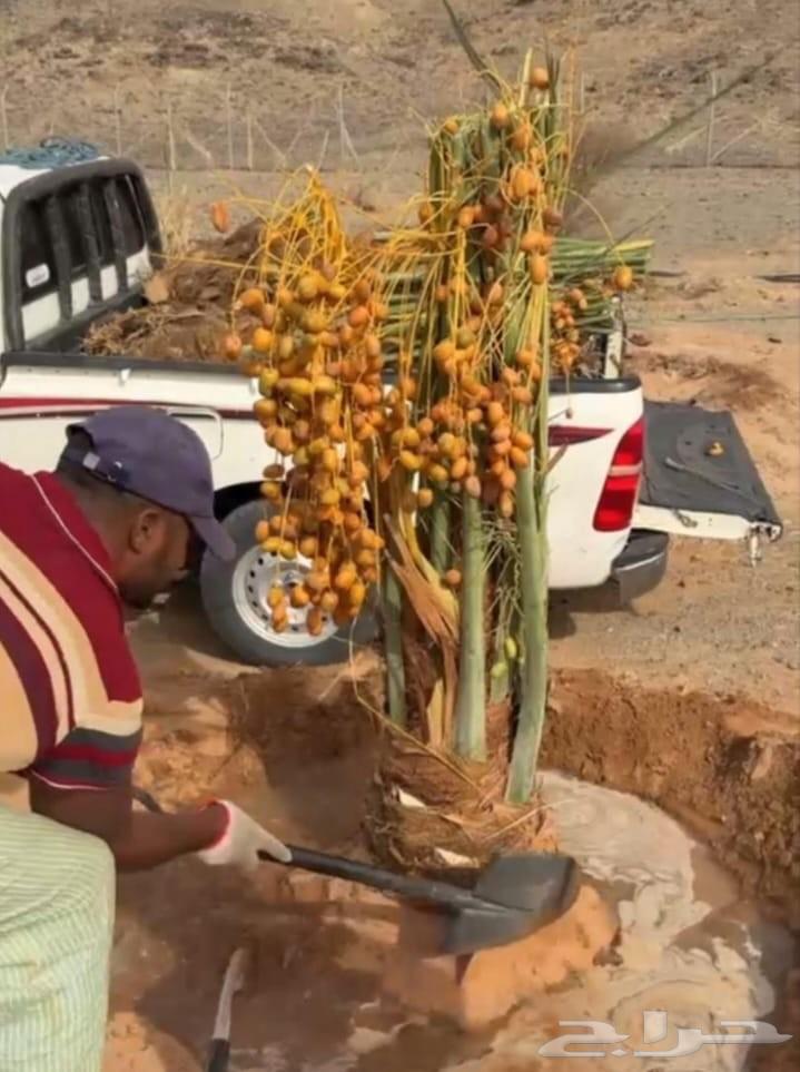 نخل للبيع طيب مثمر وزينه درجه اولى عربي وزينه64373477675523113