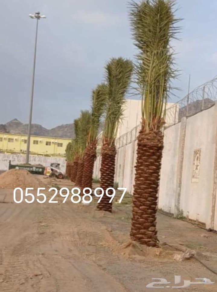 نخل للبيع طيب مثمر وزينه درجه اولى عربي وزينه64373477675523112