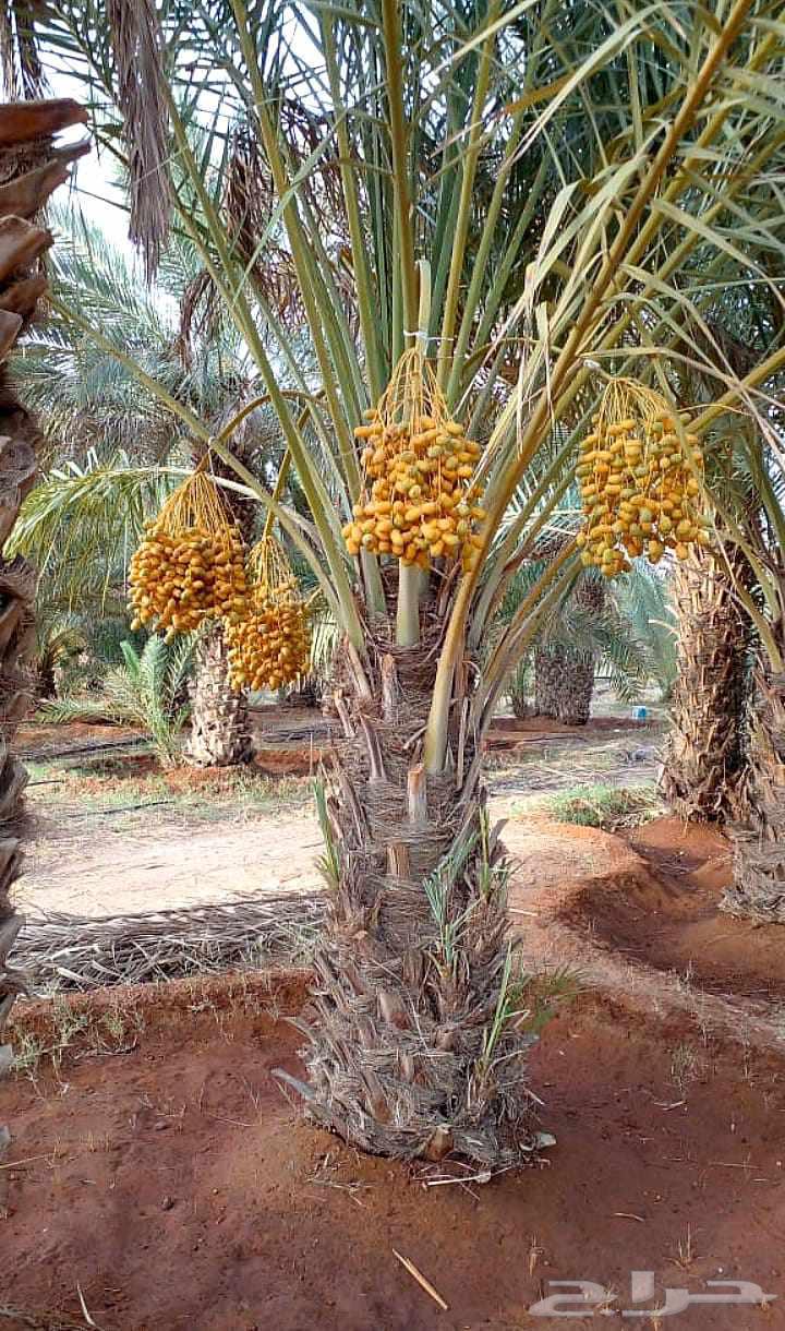 نخل مثمر للبيع نخيل اخلاص سكري برحي صقعي هلالي مجدول سلاطين64376200521345113