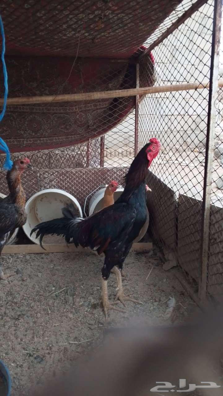 سلام عليكم للبيع ديك باكستاني ودجاجه باكستانيه مرجنه عدد 2064375513208579111