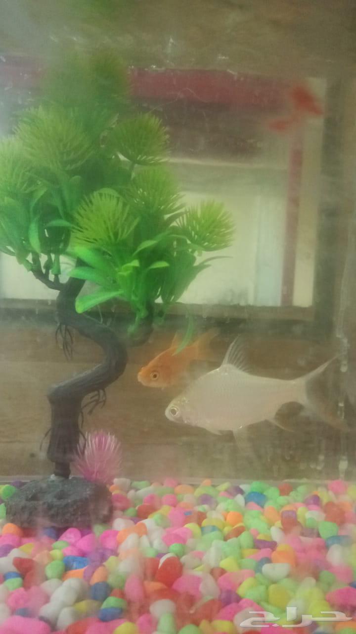 طيور ذكر وانثى مع القفص وحوض سمك جديد مع اسماك للبيع64374275154435112