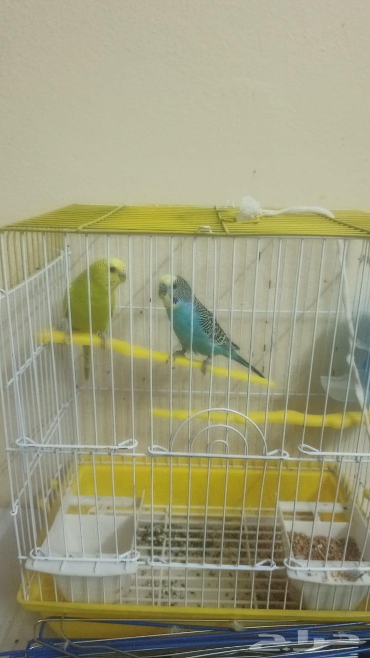 طيور ذكر وانثى مع القفص وحوض سمك جديد مع اسماك للبيع64374275154435111