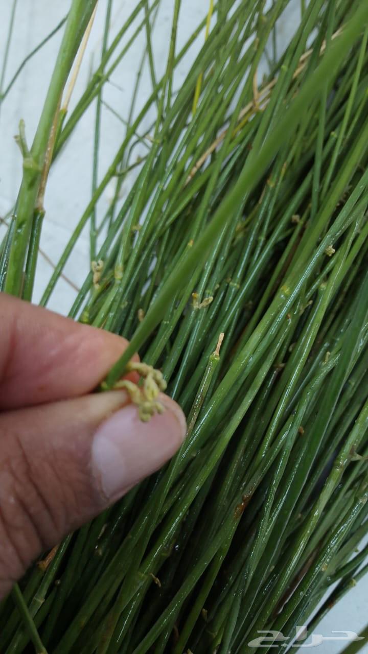 مرخ جيزاني مشروط الان في محل السلطان ادفع عند الاستلام64369908335107112