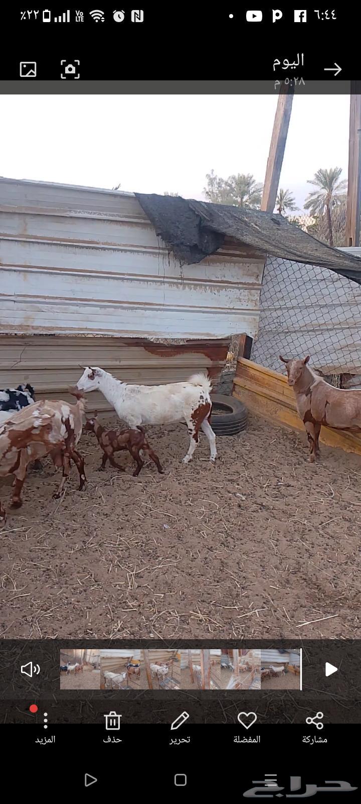 عنز عمانيه64372741111937113