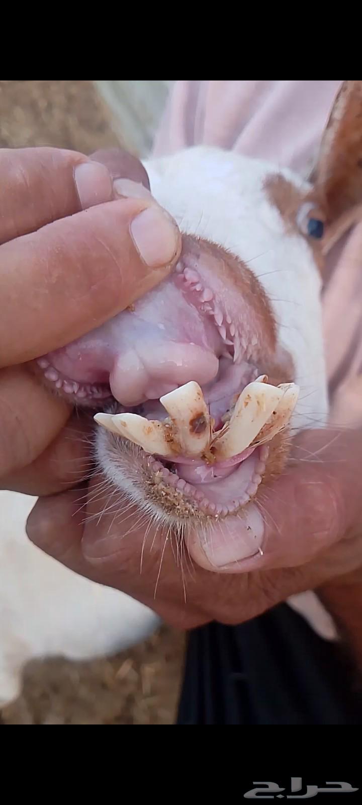 عنز عمانيه64372741111937111