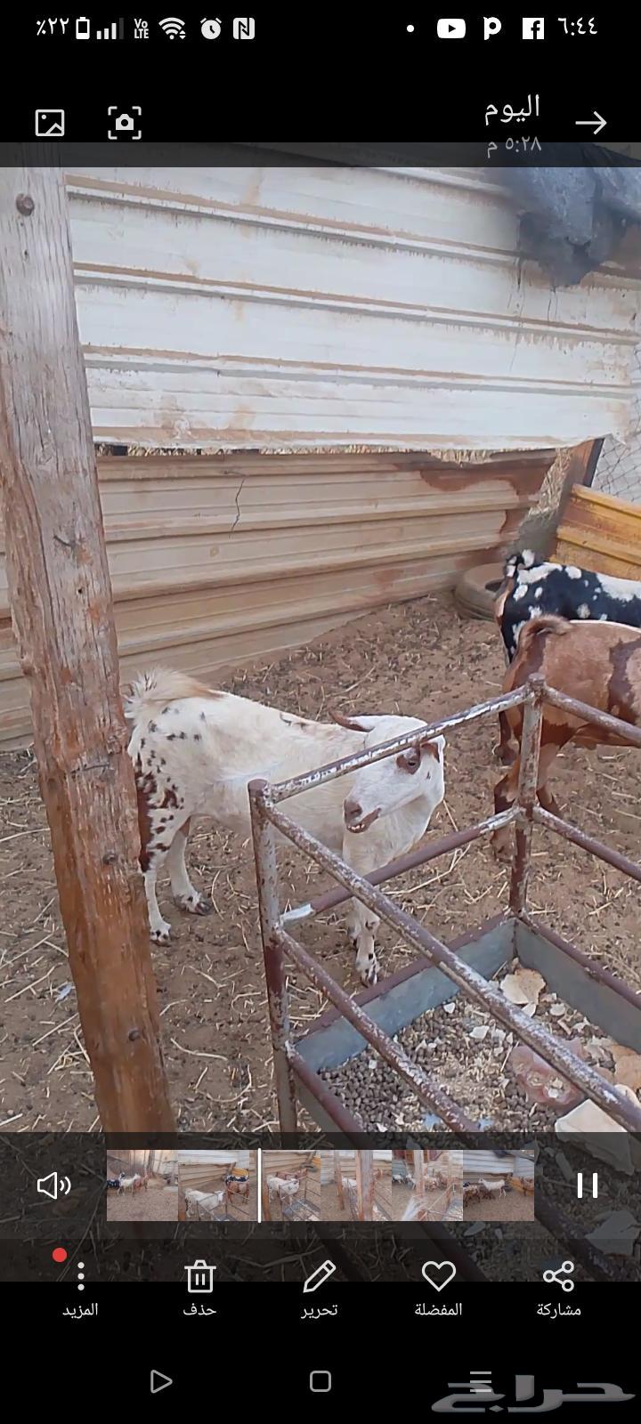 عنز عمانيه64372741111937110