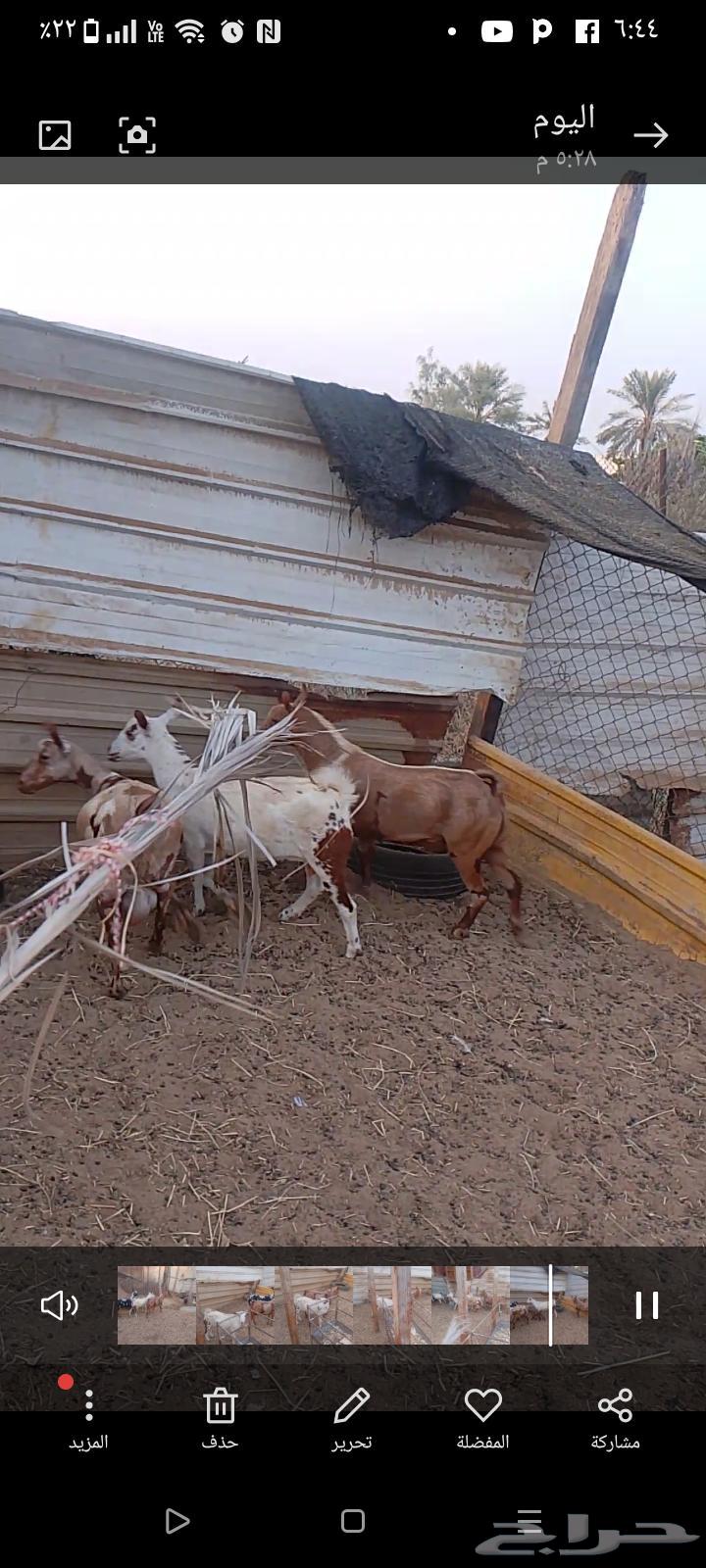 عنز عمانيه64372741111937112