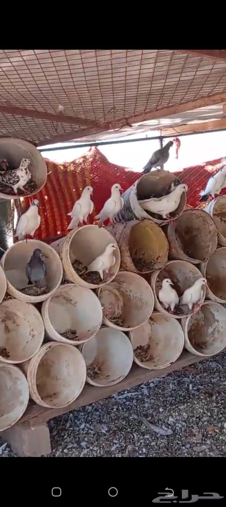 للبيع حمام64372624022146110