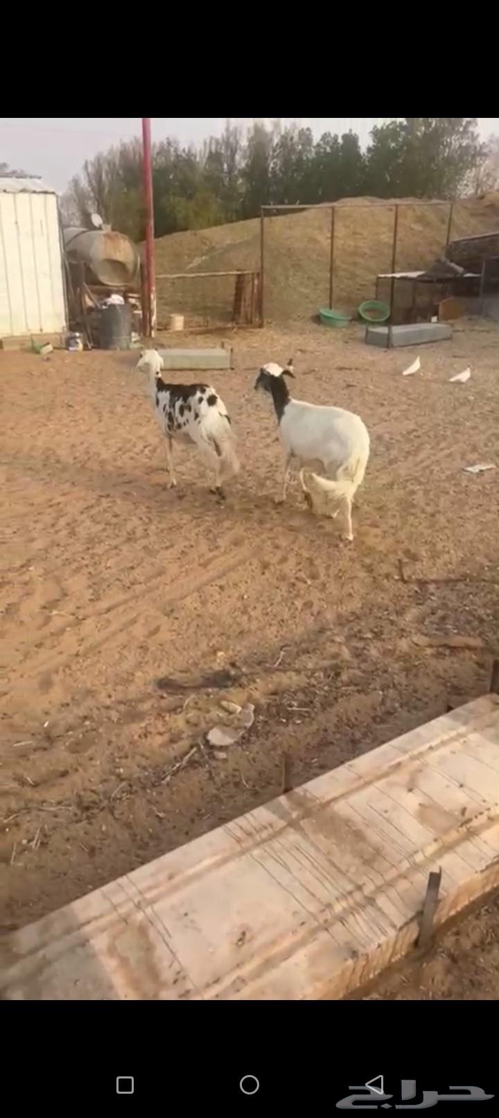 شاتين دفع للبيع64367493701249111