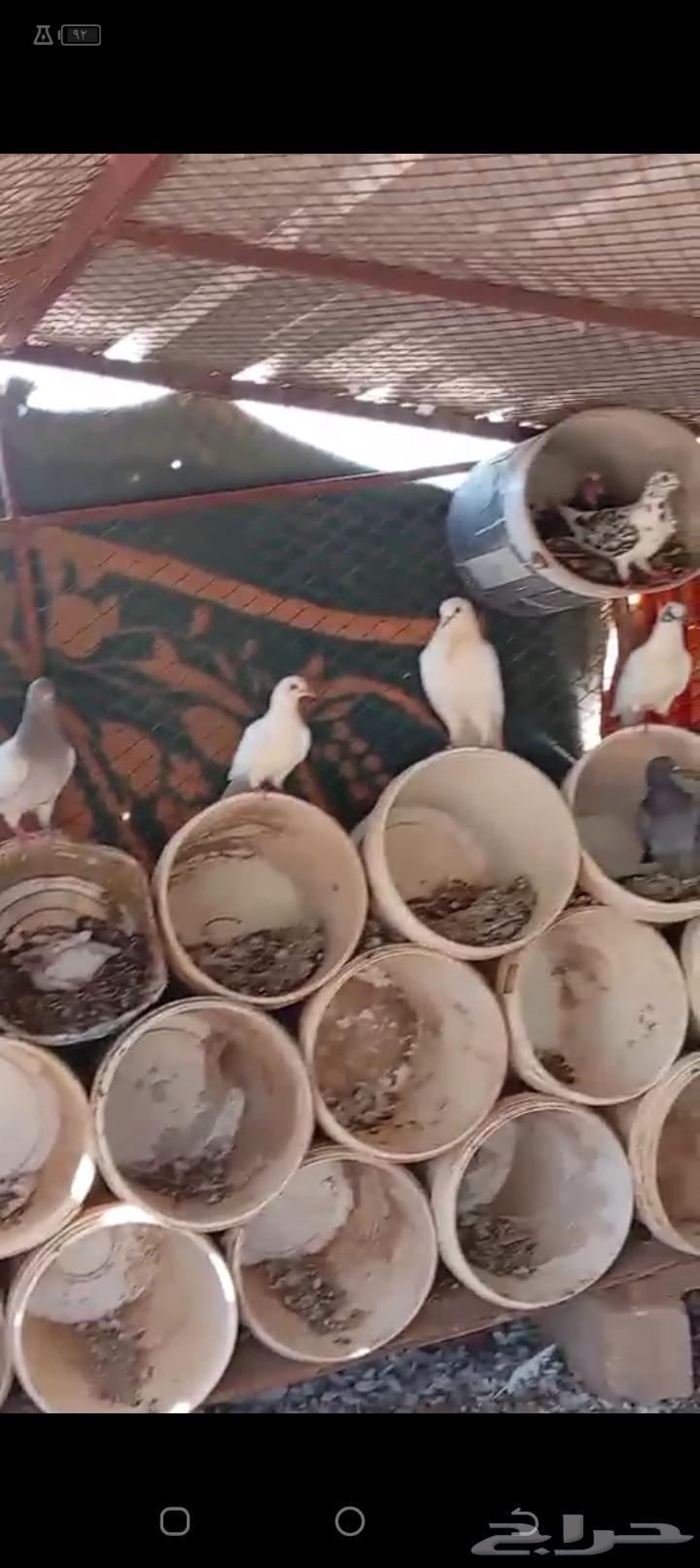 للبيع حمام64372624022146111