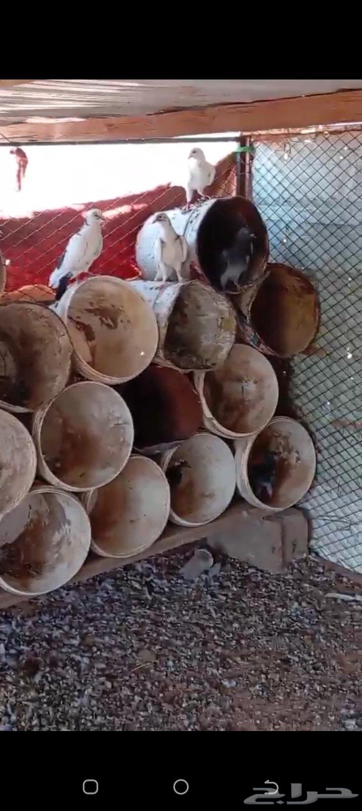 للبيع حمام64372624022146114