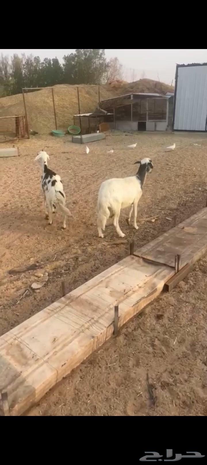 شاتين دفع للبيع64367493701249112