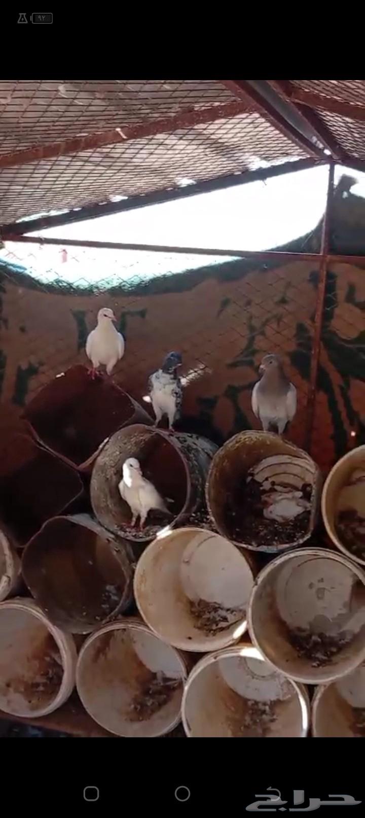 للبيع حمام64372624022146112