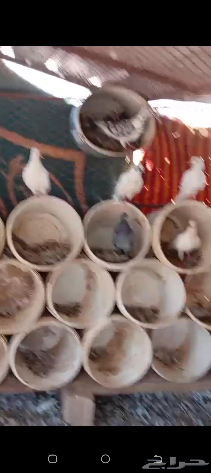 للبيع حمام64372624022146113