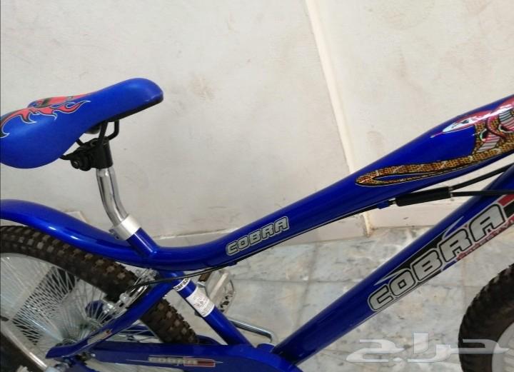 دراجة كوبرا مقاس 24 نظيفة ولم تستخدم64372067512321113