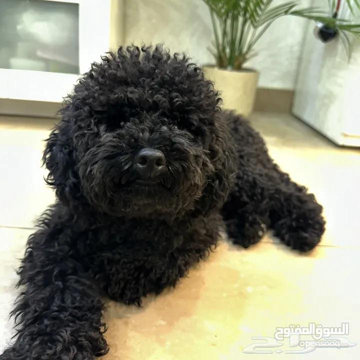 كلب بودل توى بودل64370958041602111