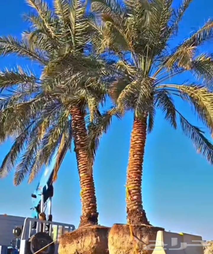 نخل للبيع طيب مثمر وزينه درجه اولى عربي وزينه64373477675523110