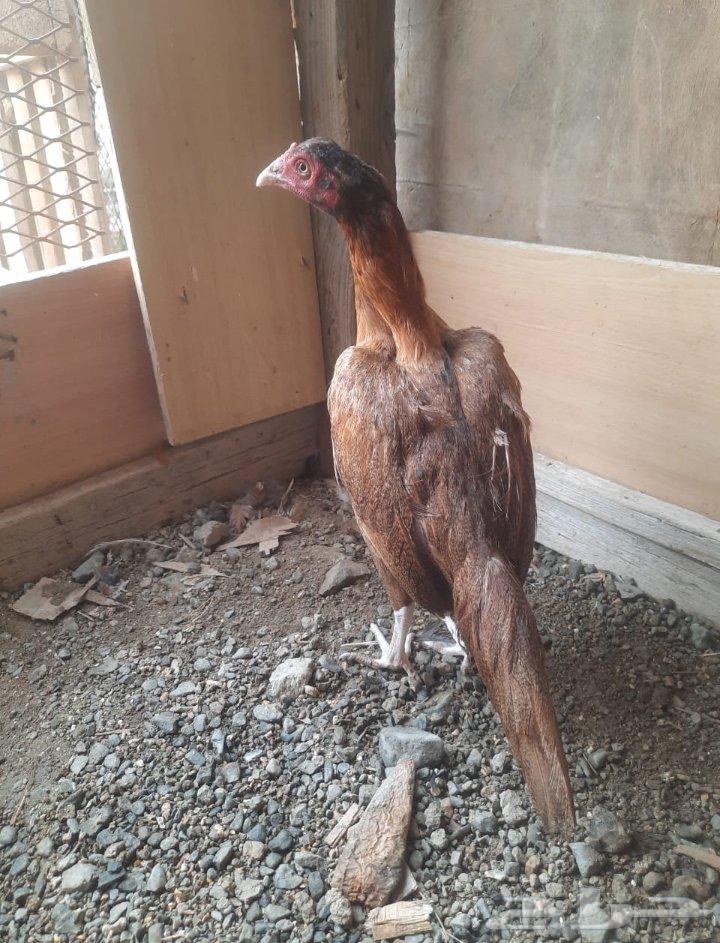 للبيع دجاجتين سندي64367537383042110