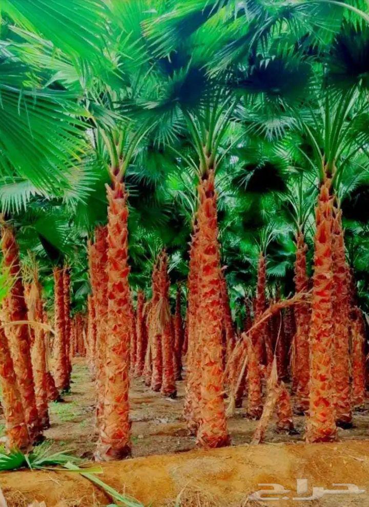 We have American Washingtonia palm trees in all sizes at reasonable prices64372697888513113