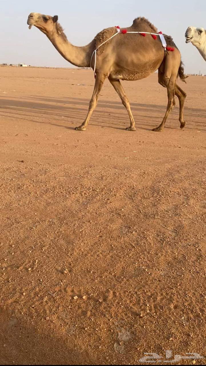 للبيع شعلا مصعد لها 6 ايام64373209417217111