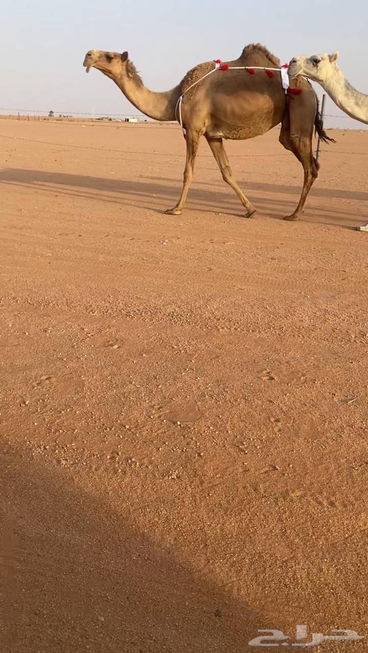 للبيع شعلا مصعد لها 6 ايام64373209417217110