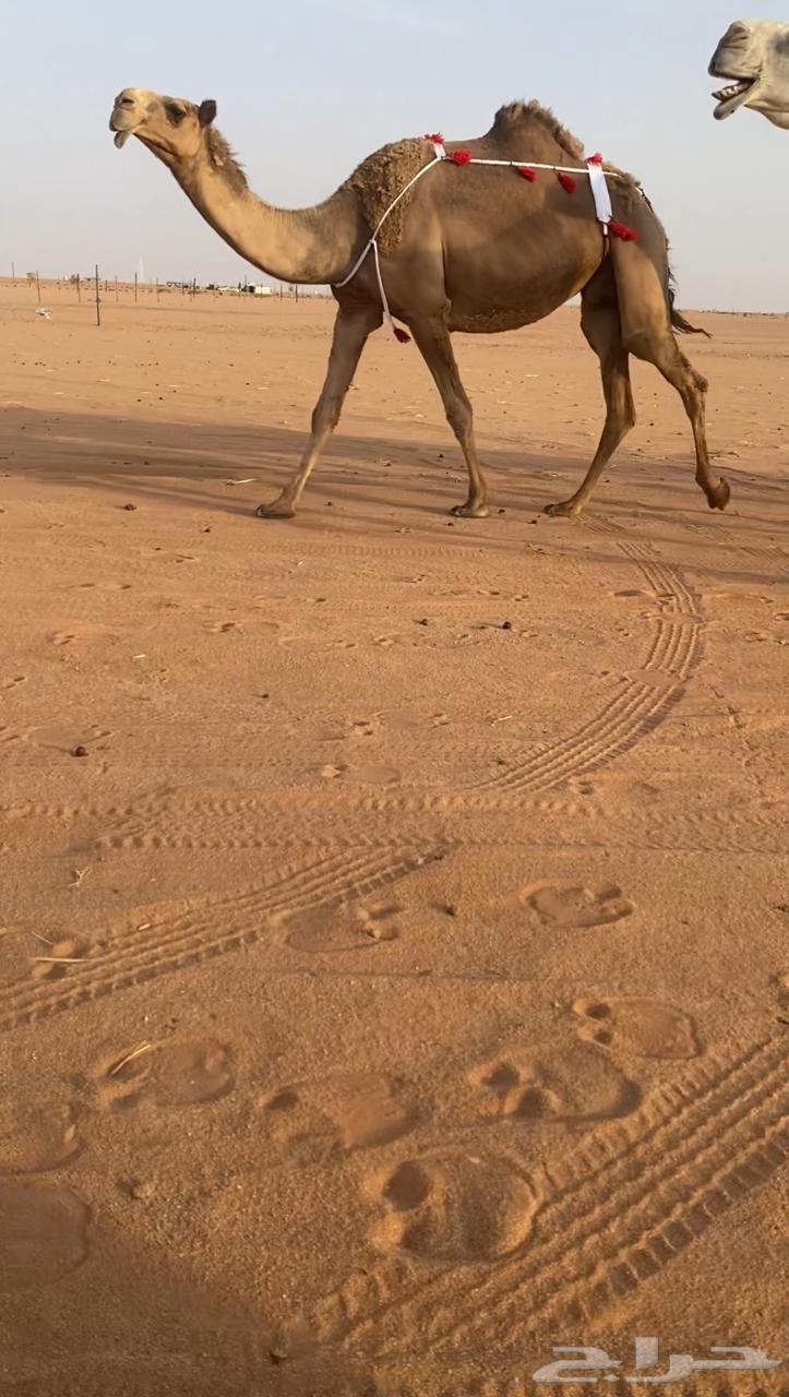 للبيع شعلا مصعد لها 6 ايام64373209417217112