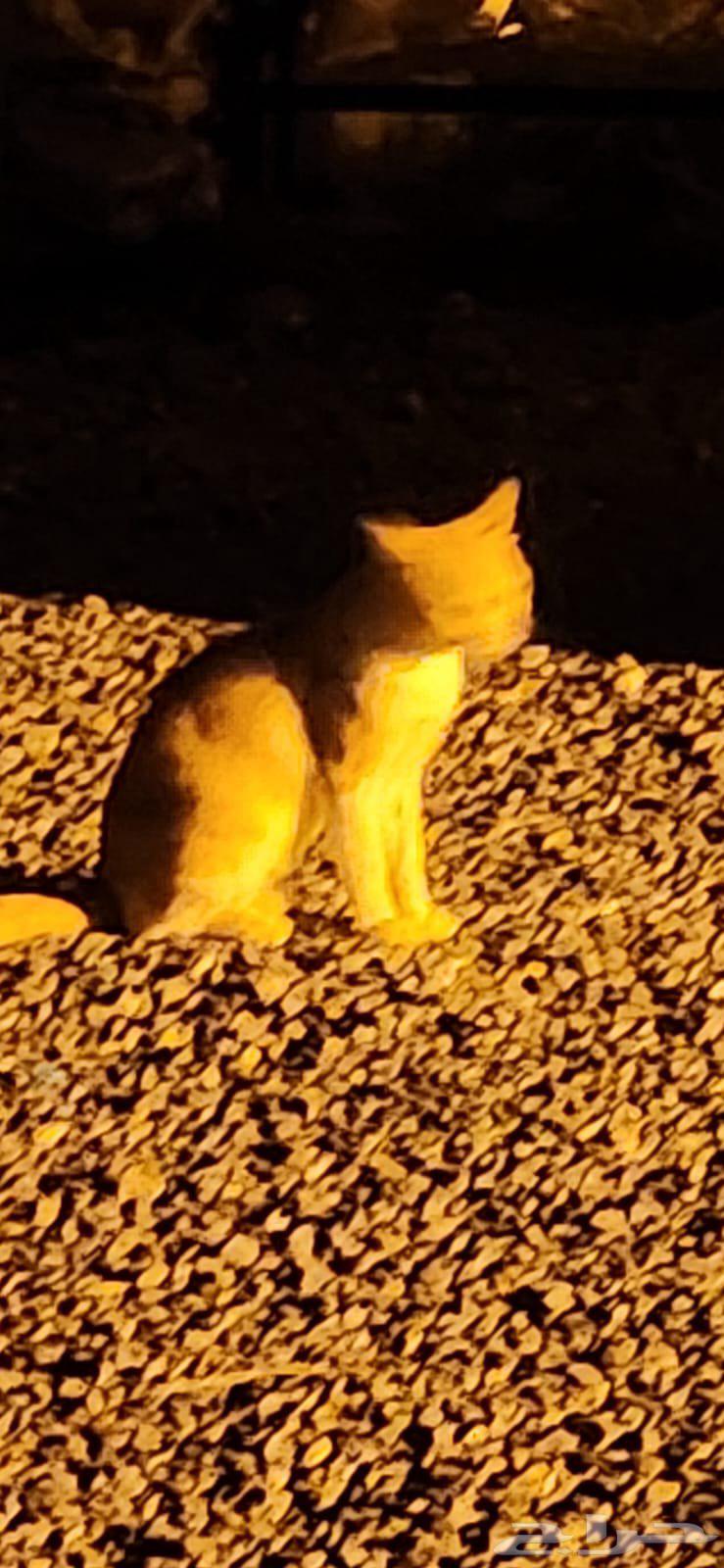 قطو نضيف للبيع64367654466306110