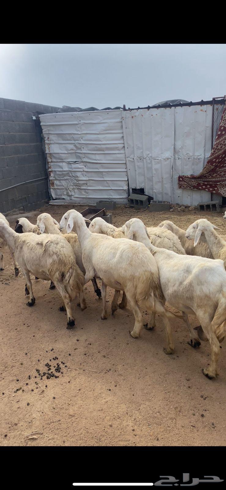 نعاج للبيع64365100087425113