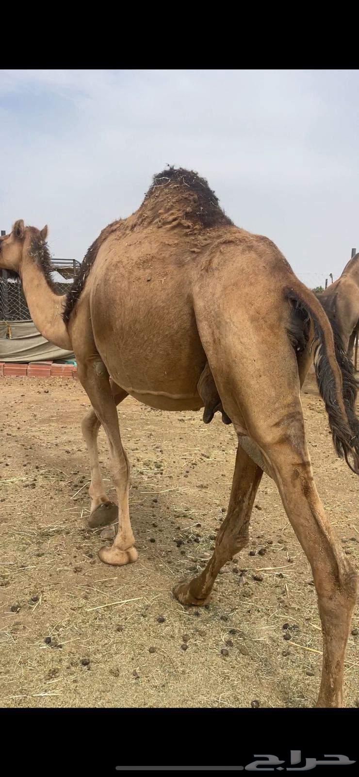 Red camel, good breeder, price 8500, sold64368484748929110