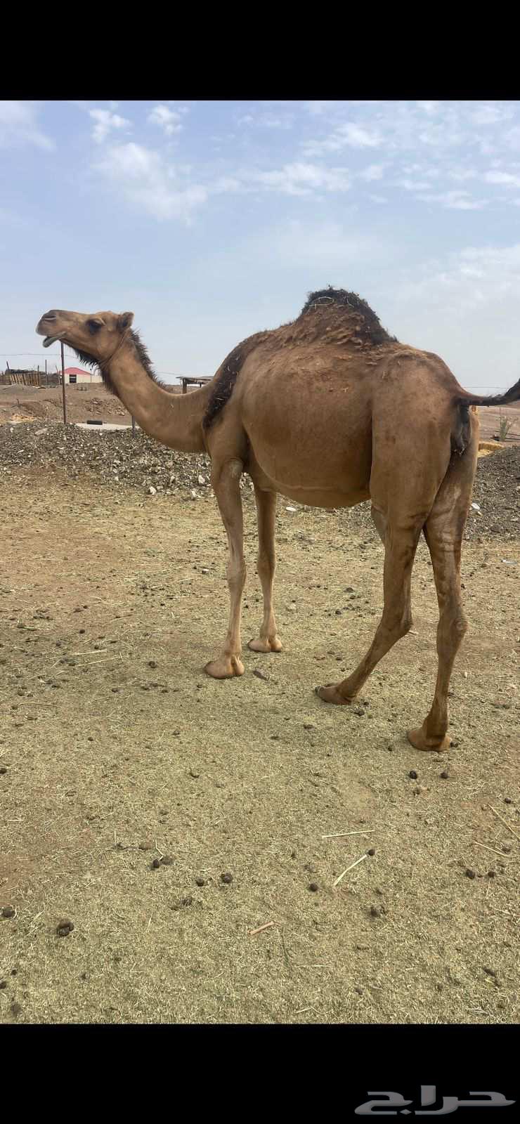Red camel, good breeder, price 8500, sold64368484748929113