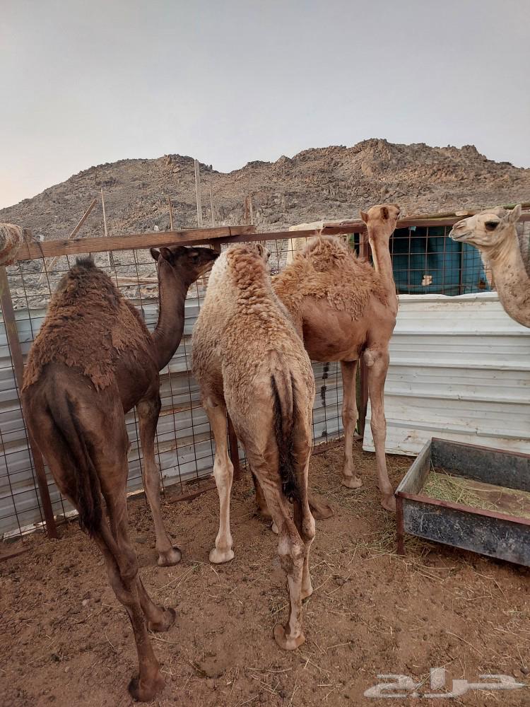 قعدان للبيع64372434399363111