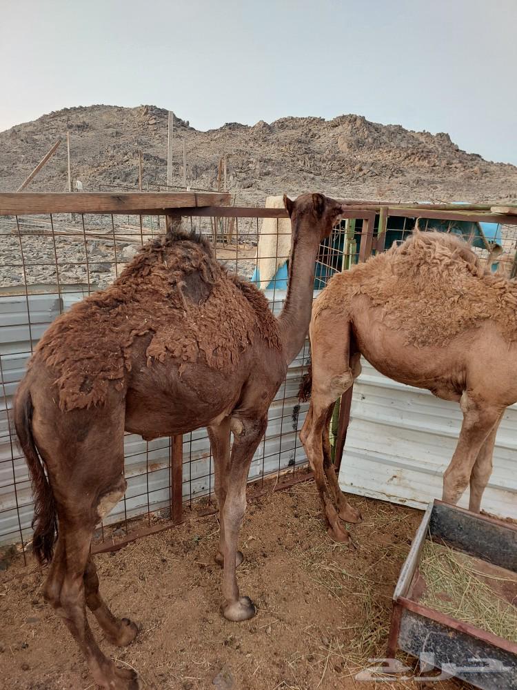 قعدان للبيع64372434399363112