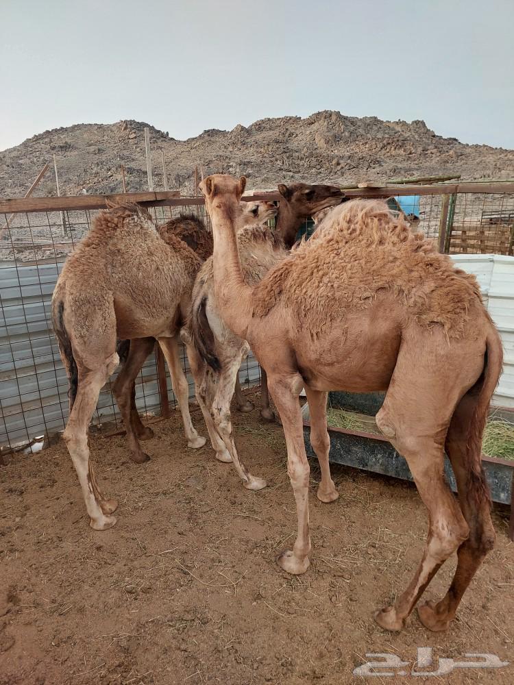 قعدان للبيع64372434399363114