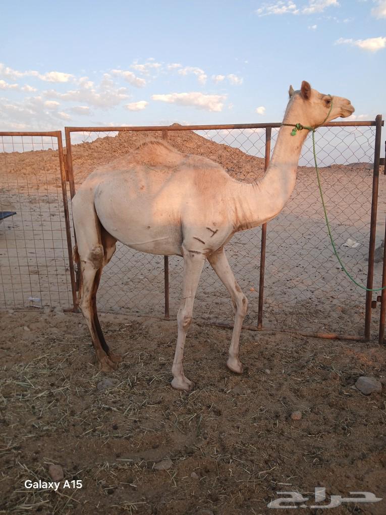 I hate the look of her64362981376385112