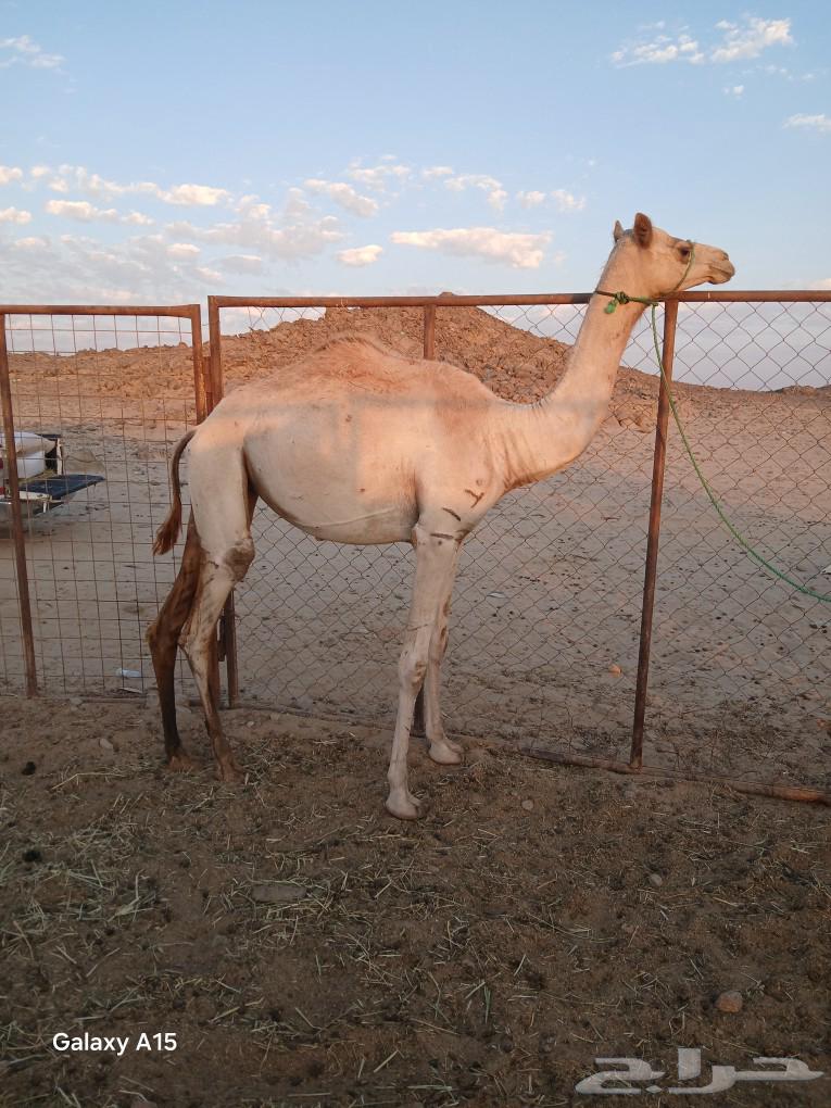 I hate the look of her64362981376385110