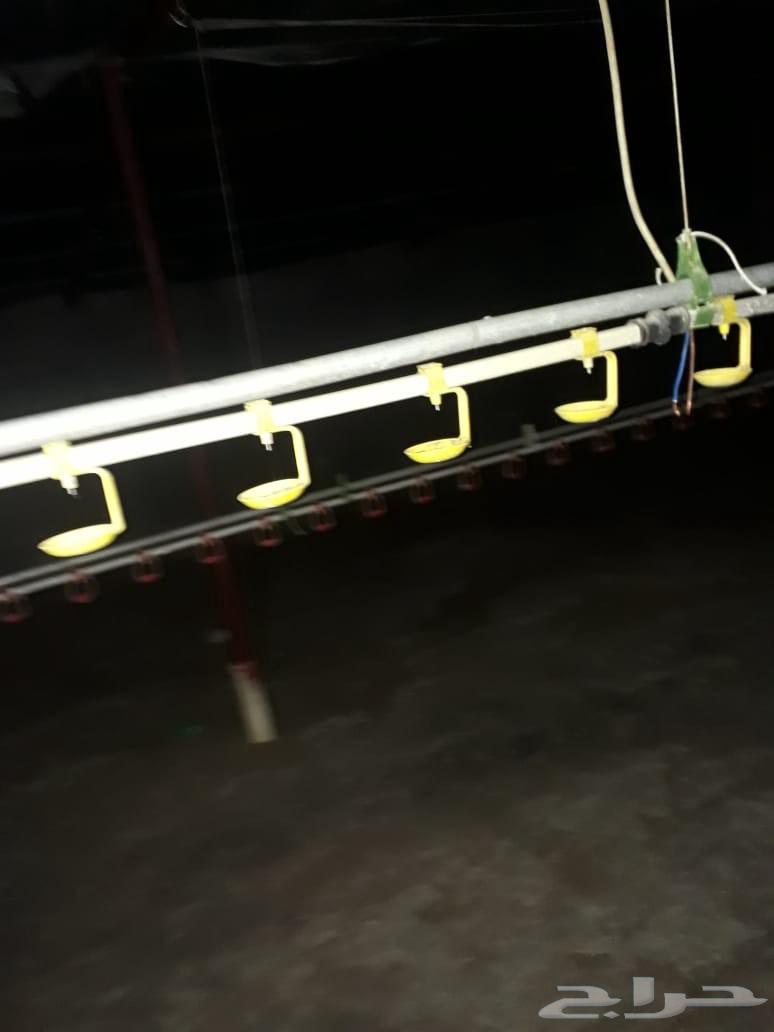 سقايات دواجن وخطوط نبل مويه دواجن64369893425538110