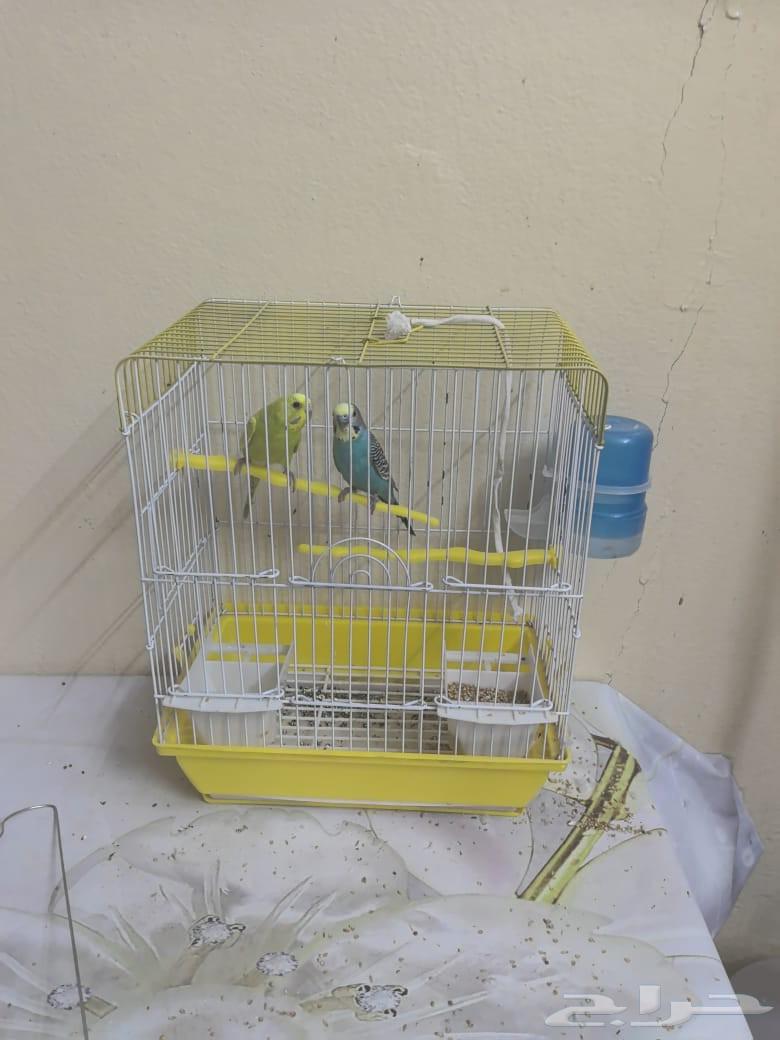 طيور ذكر وانثى مع القفص وحوض سمك جديد مع اسماك للبيع64374275154435110