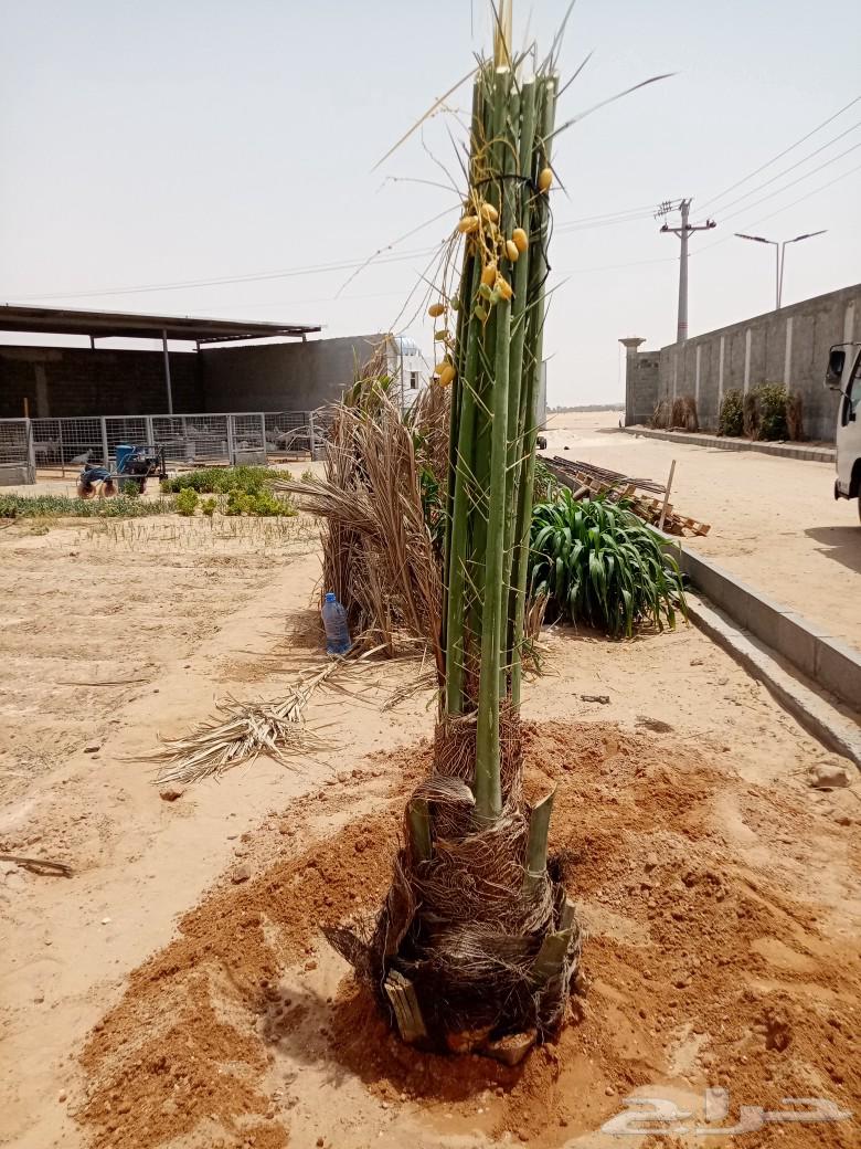 نخل للبيع توصيل وزراعه صقعي اخلاص مجدول هلالي سكري64367478850563112