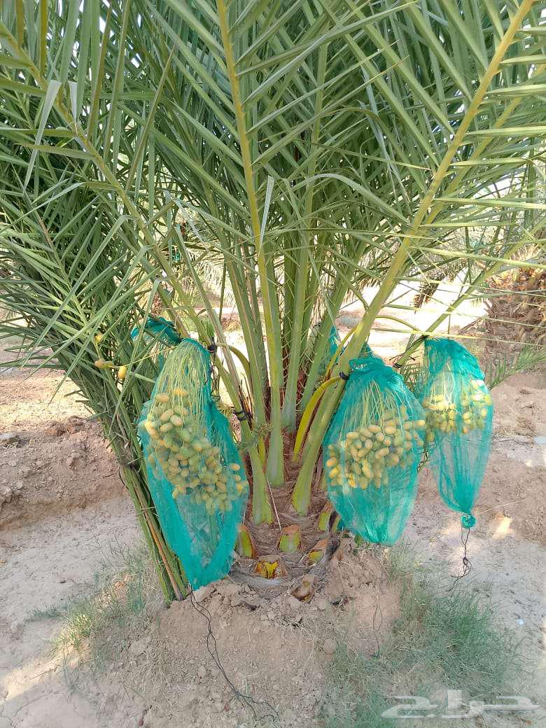 نخل مثمر للبيع خلاص صقعي برحي شيشي هلالي سكري منيفي64370799192577113