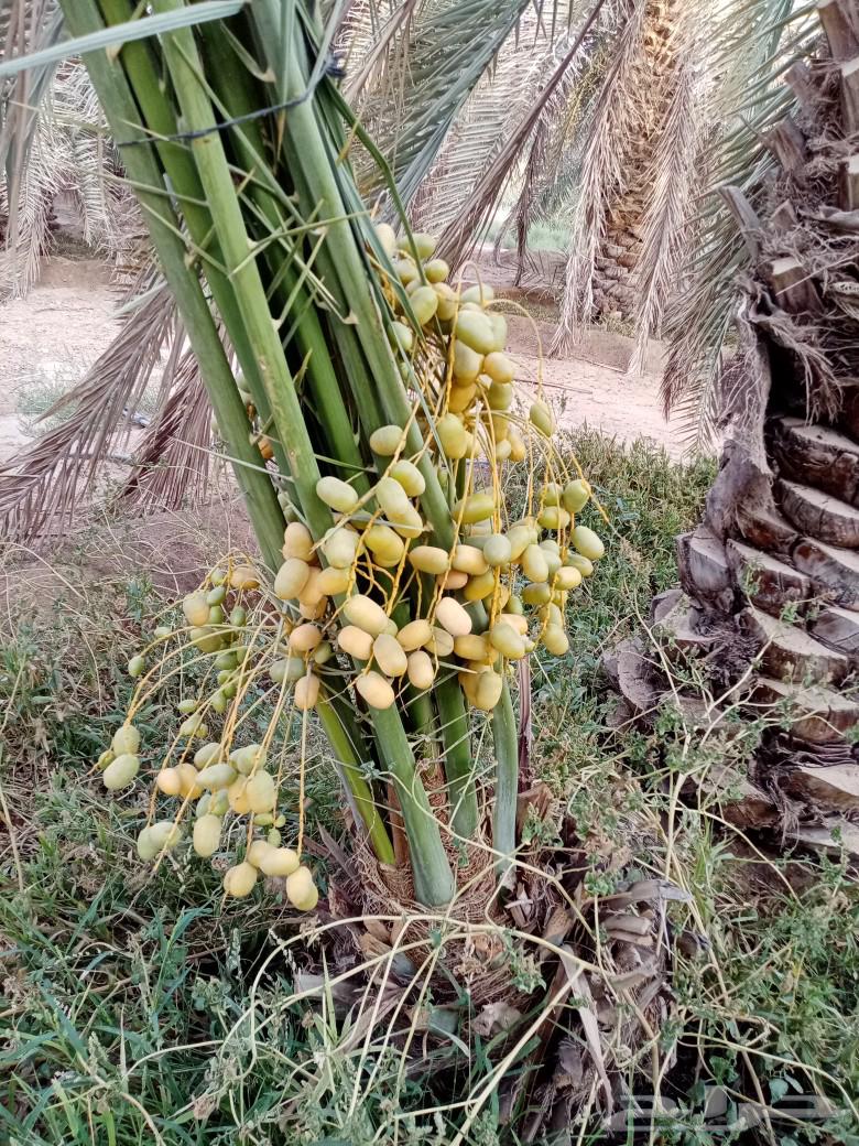 نخل للبيع توصيل وزراعه صقعي اخلاص مجدول هلالي سكري64367478850563111