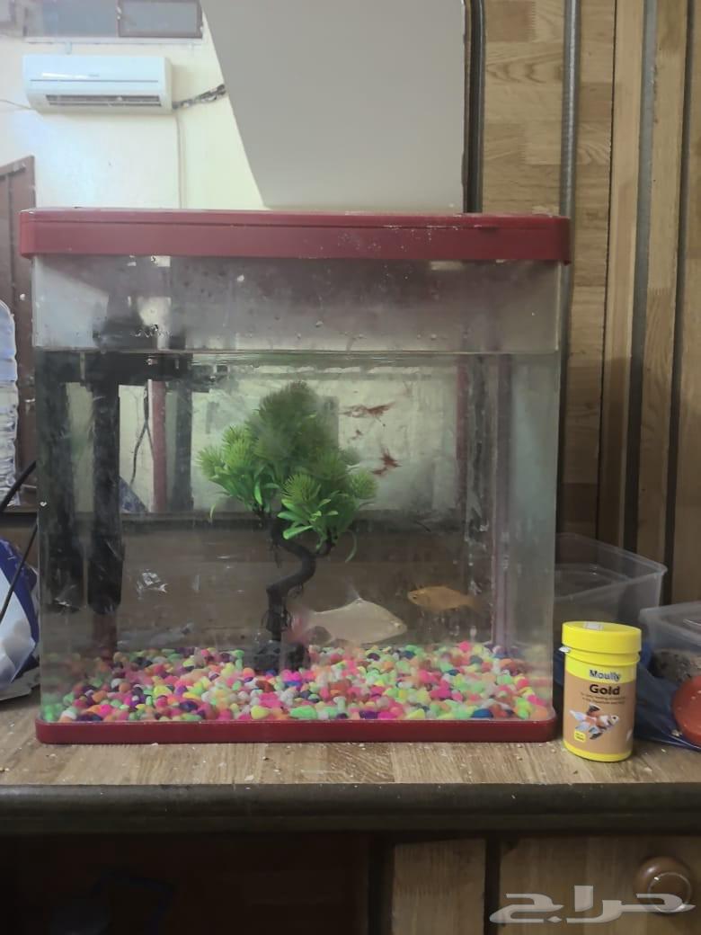 طيور ذكر وانثى مع القفص وحوض سمك جديد مع اسماك للبيع64374275154435113