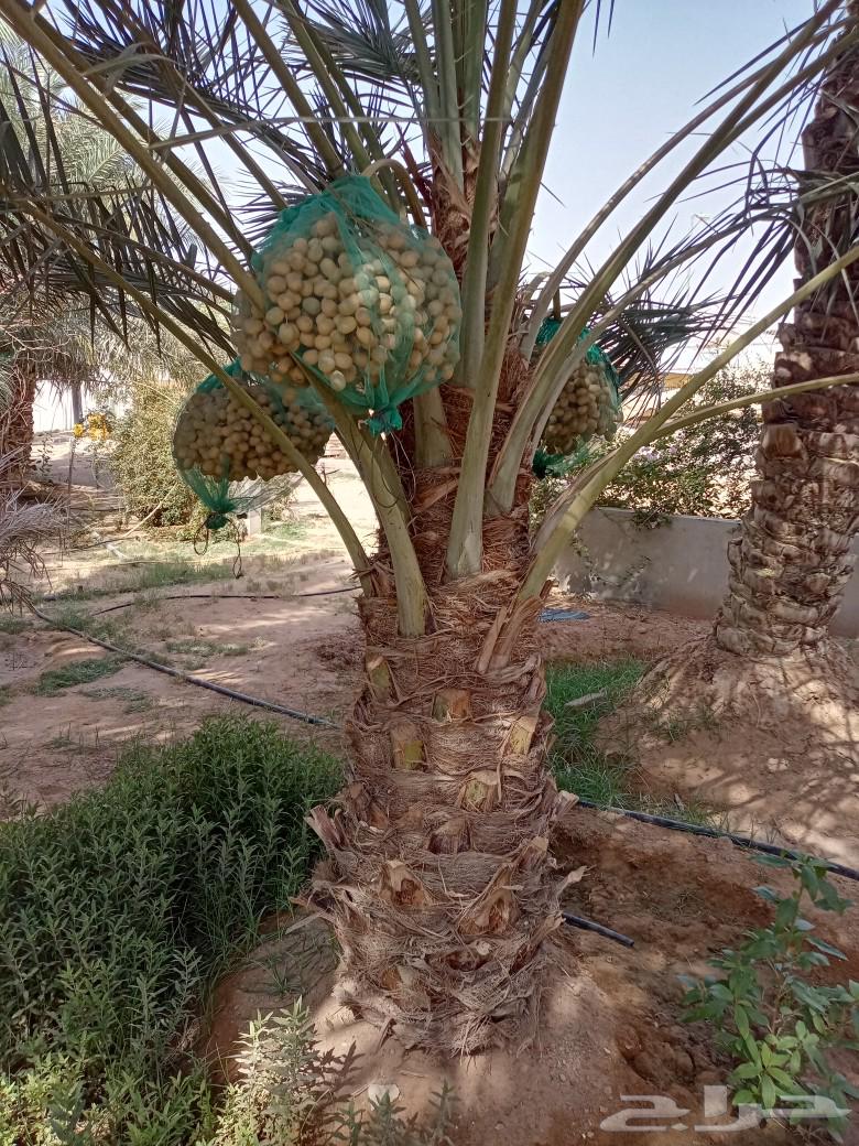 نخل للبيع توصيل وزراعه صقعي اخلاص مجدول هلالي سكري64367478850563110